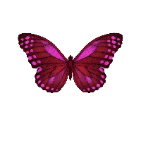 Mariposa